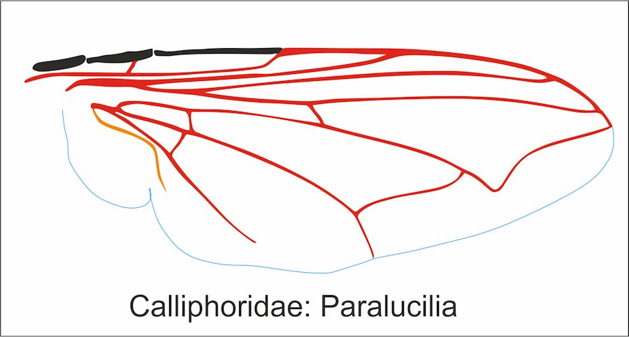 Nervatura Alare Ditteri